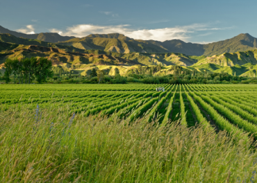 Ngoài Marlborough: Khám Phá Các Vùng Sauvignon Blanc Đỉnh Cao Thế Giới