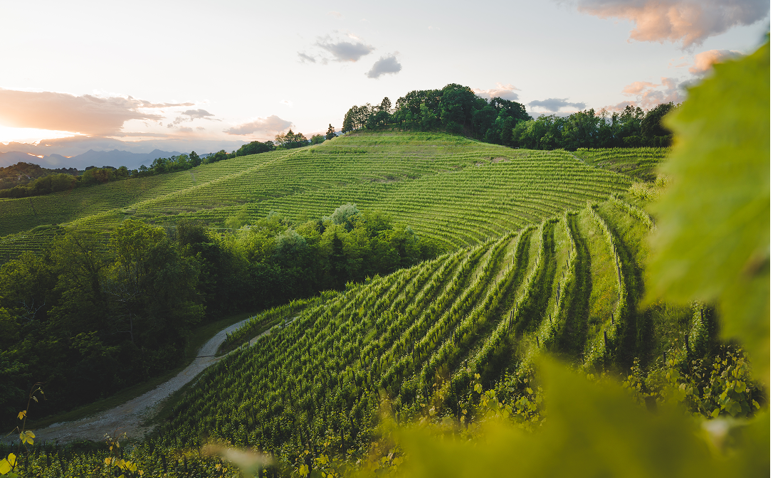 Những vườn nho xanh tươi ở vùng Friuli-Venezia Giulia, Ý, với dãy Alps hùng vĩ phía xa
