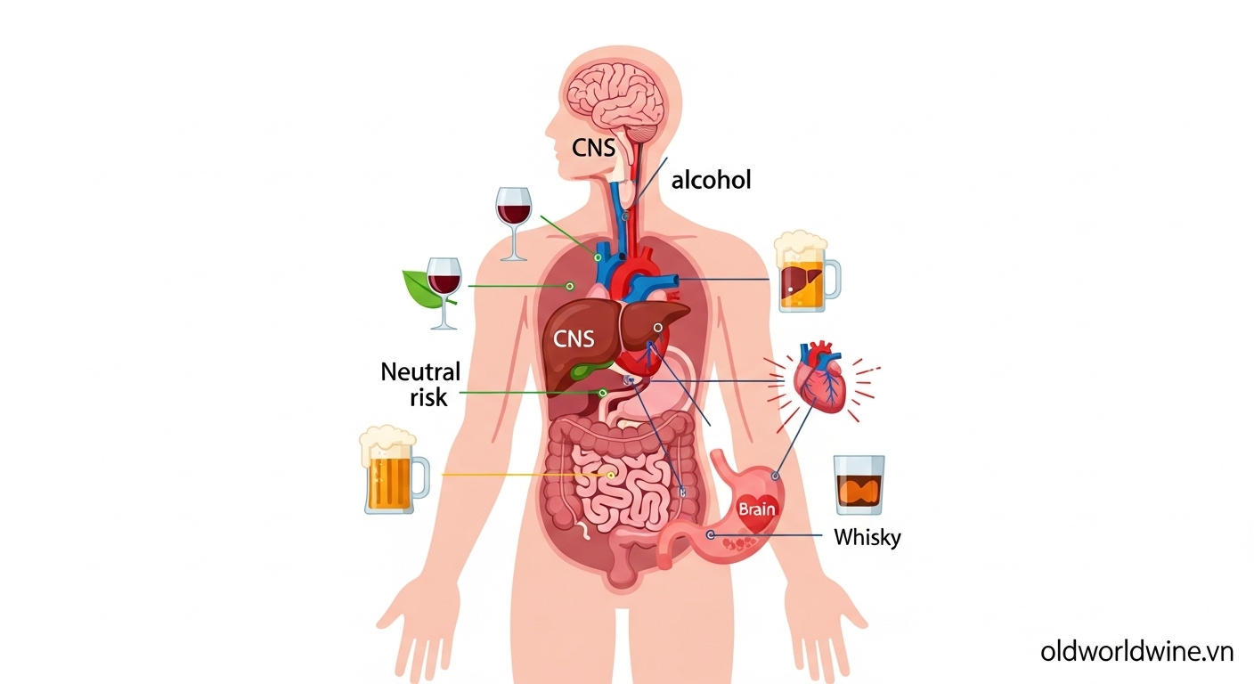 Hình minh họa ảnh hưởng của đồ uống có cồn đến các cơ quan trong cơ thể như gan, tim, não và hệ tiêu hóa.