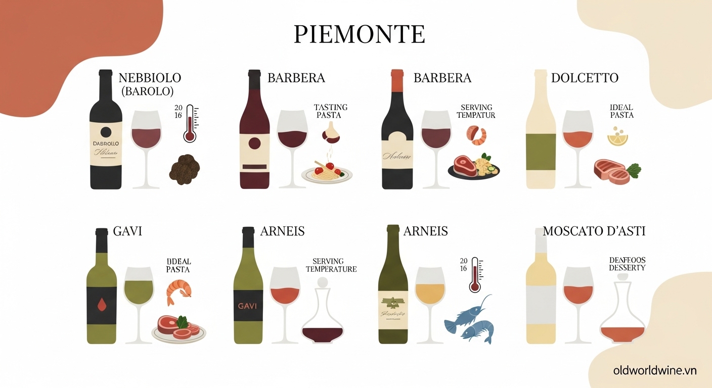 Hình minh họa hương vị, nhiệt độ phục vụ và món ăn pairing lý tưởng với rượu vang Piemonte như Barolo, Barbera, Gavi và Moscato d’Asti