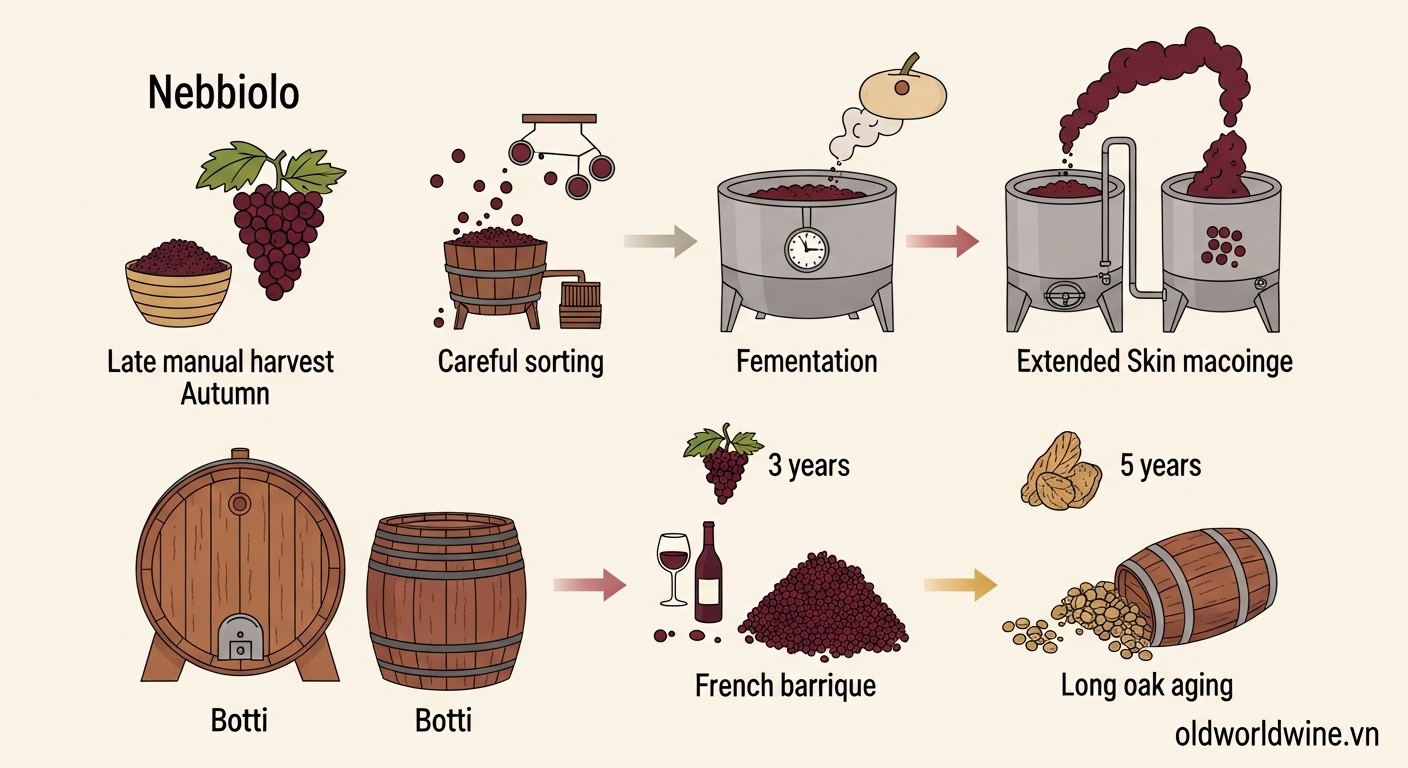 Hình minh họa quy trình sản xuất rượu vang Nebbiolo với thu hoạch muộn, ngâm vỏ dài ngày và lão hóa trong thùng gỗ sồi tại Piemonte