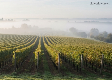 Khám Phá Nebbiolo: Giống Nho 