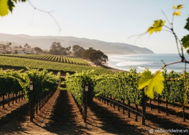 Rượu Vang South Coast California: Lịch Sử & Phục Hồi Chất Lượng Từ Chuyên Gia Lily Trần