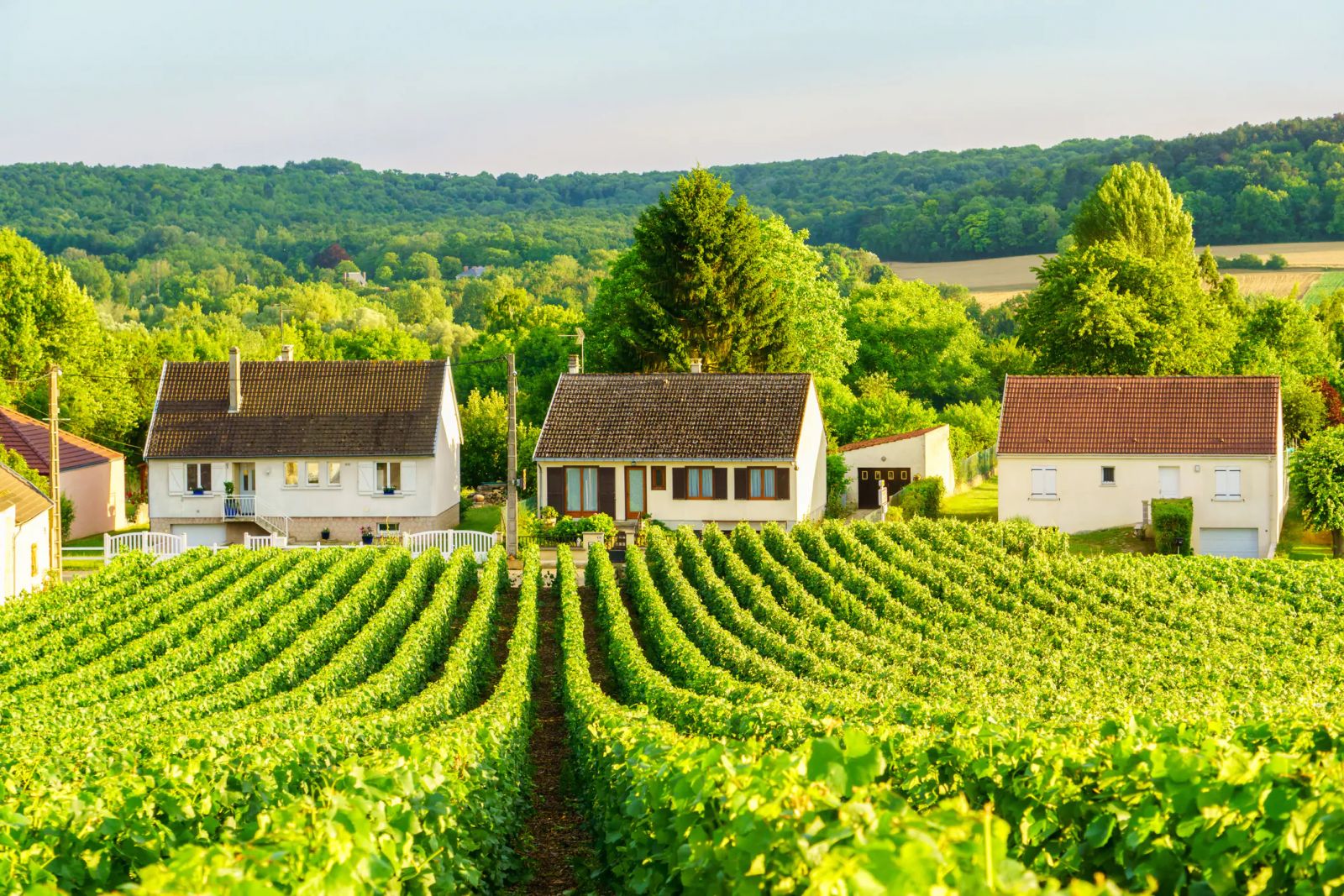 Rượu vang Pháp là gì? Khám phá bản đồ rượu vang Pháp