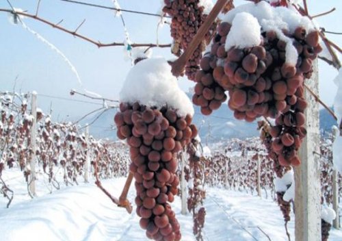 Đặc sản rượu vang tuyết của Đức có thể trở thành 