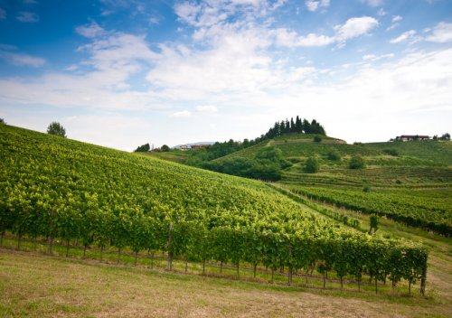 Rượu vang Friuli-Venezia Giulia là gì? Thiên đường rượu vang trắng của Ý: Friuli-Venezia Giulia