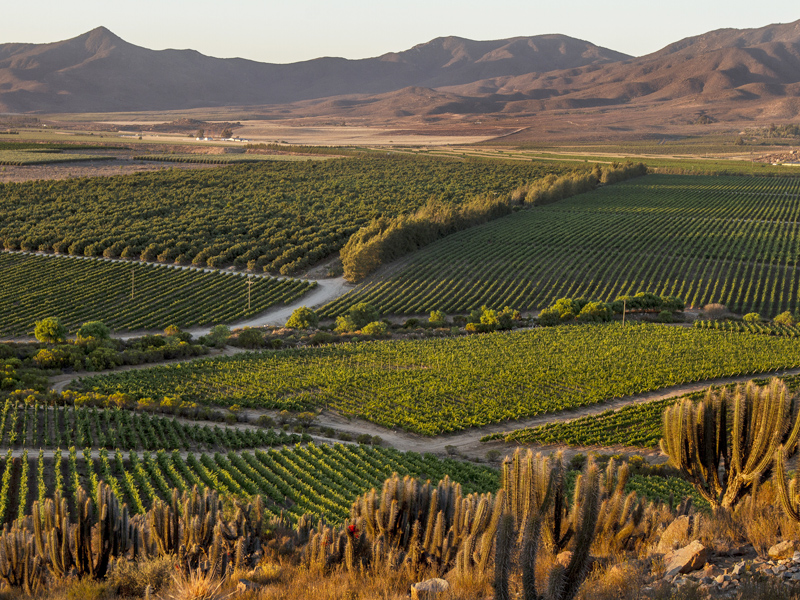 Tìm hiểu vùng rượu vang Thung lũng Limari, Chile