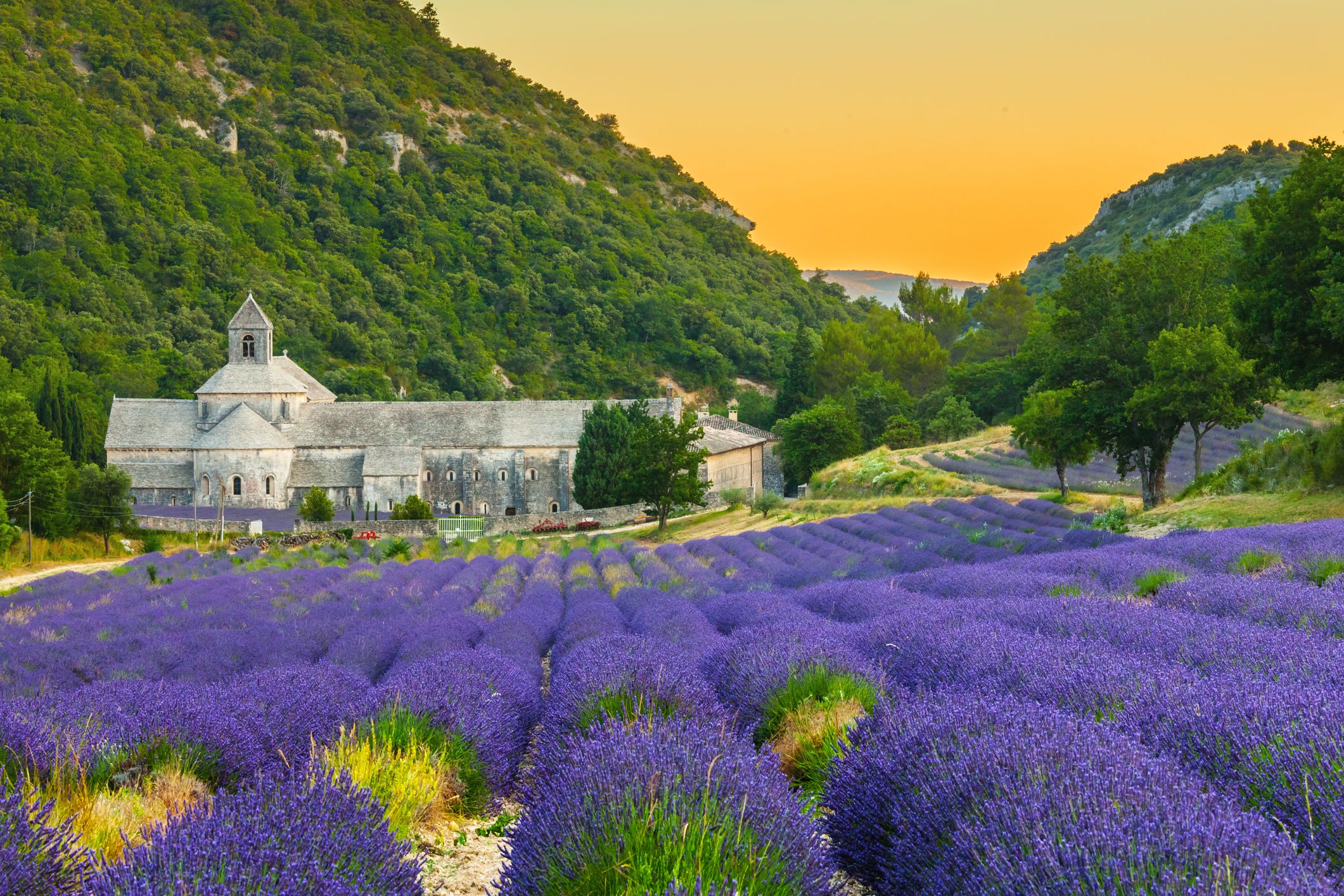 Rượu vang Provence là gì? Khám phá vùng rượu vang Provence