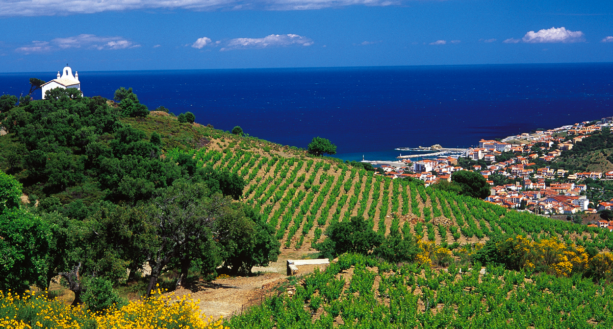 Rượu vang Languedoc-Roussillon là gì? Khám phá vùng rượu vang Languedoc Roussillon